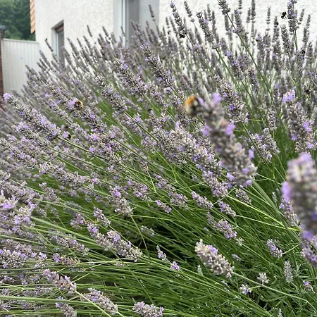 Mit Kamin Am Waldrand