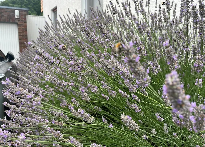 Mit Kamin Am Waldrand